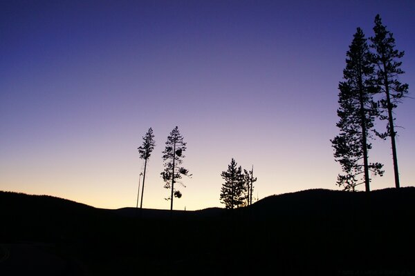 Silhouettes d arbres sur fond de ciel au coucher du soleil