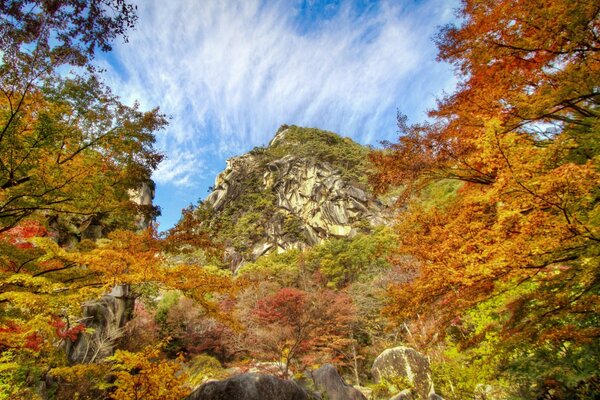 Blick auf den Berg durch den Herbstwald