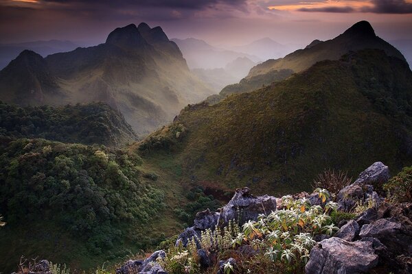 Flowers in a mountain valley, among trees