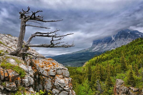 Baum auf einem Felsen im Gletscher-Nationalpark