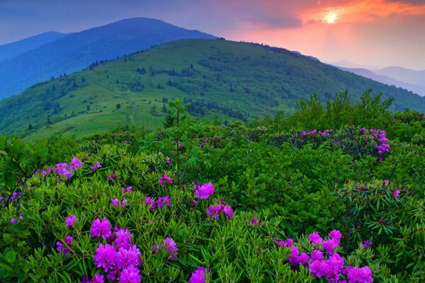 Berge bei Sonnenuntergang mit rosa Blüten