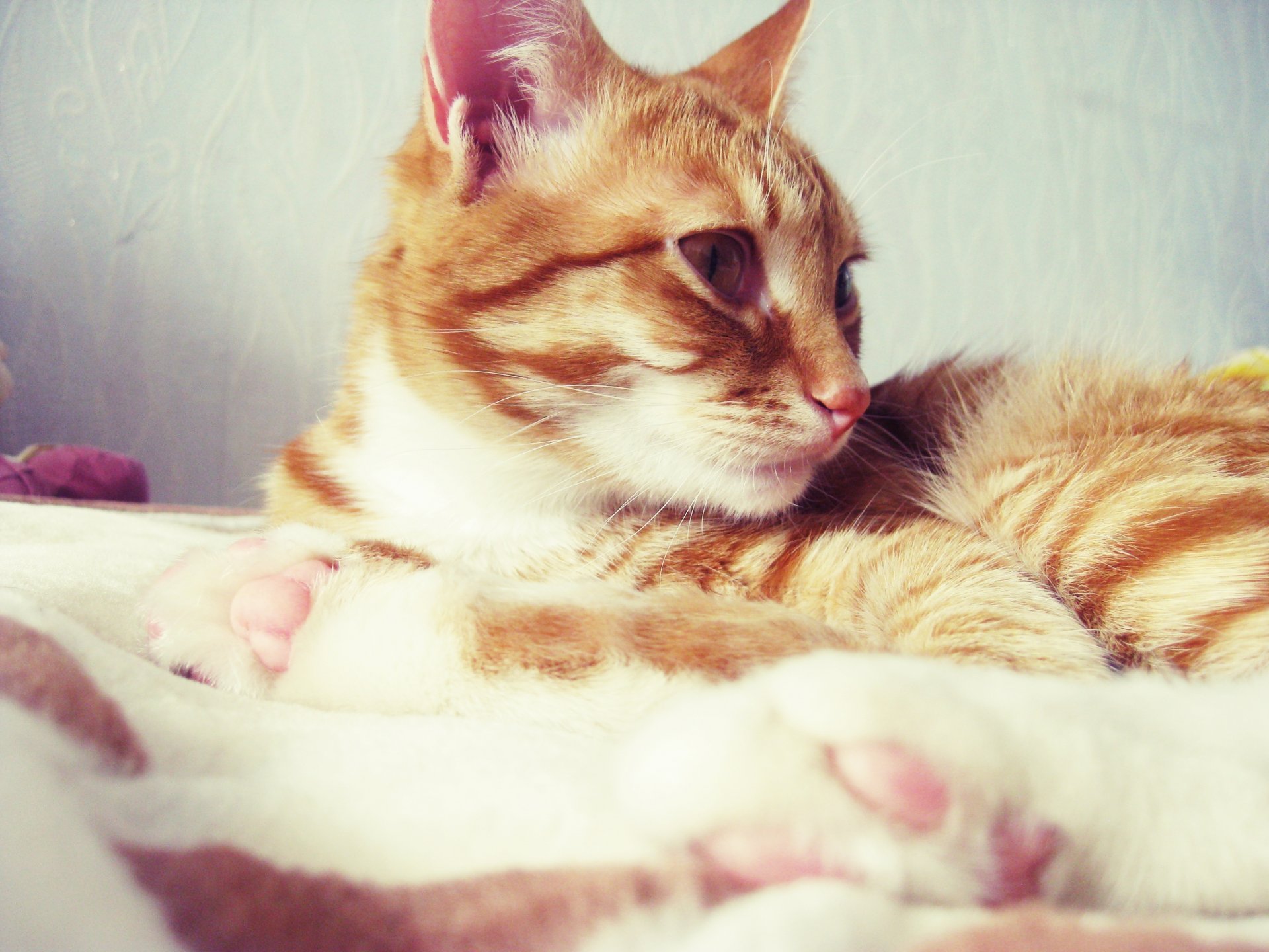 кошка кот рыжий лежит