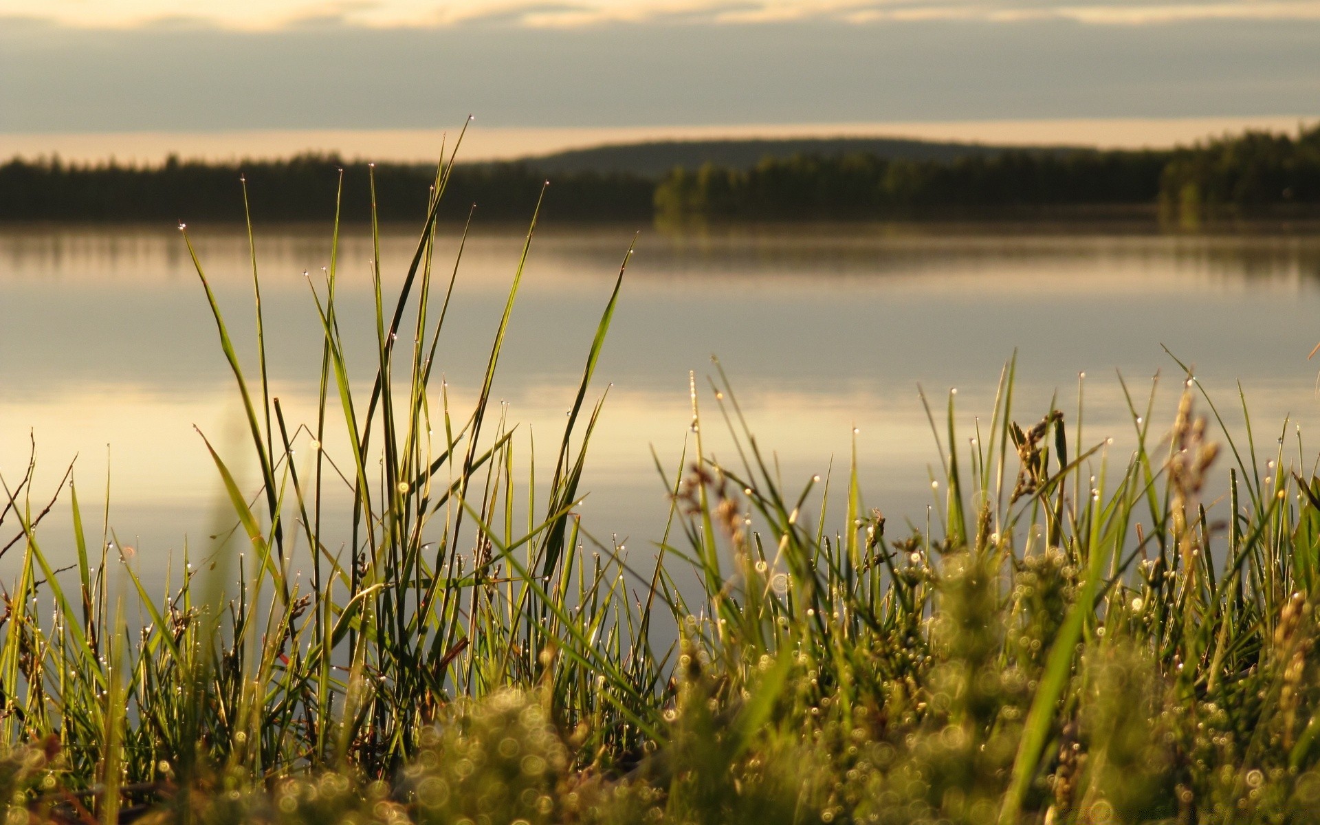 lake water grass nature landscape dawn sunset sky sun reflection field beach summer reed outdoors sea marsh