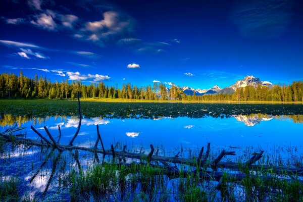 The bright blue sky is reflected in the surface of the lake in the middle of the forest