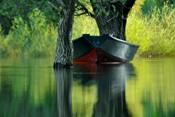 Lago calmo e natura estiva