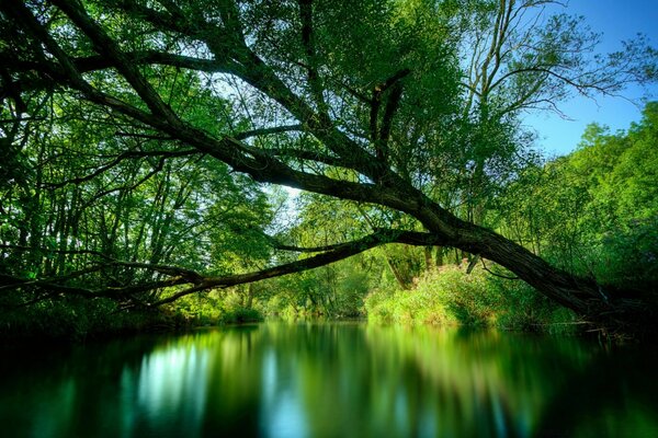 Güzel doğa: gölün yanındaki ağaç