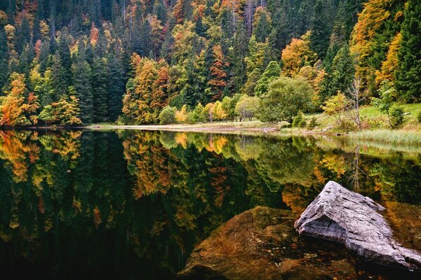 Screensaver per monitor del computer lago e foresta