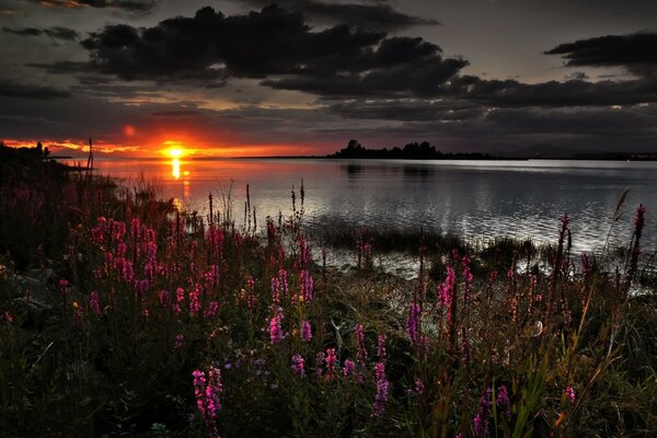 Coucher de soleil sur le lac avec des fleurs roses