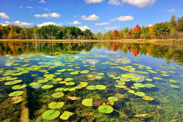 Der See mit dem Nachwachsen des Herbstwaldes