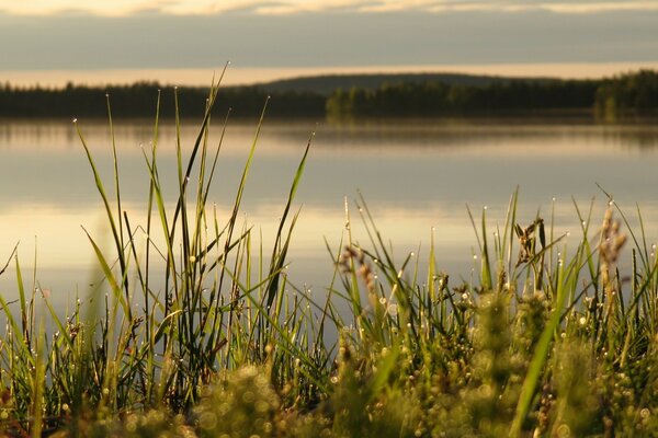 Dew drops on the grass by the lake