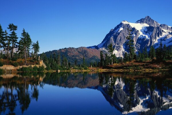 Majestuosos pinos a orillas de un lago de montaña