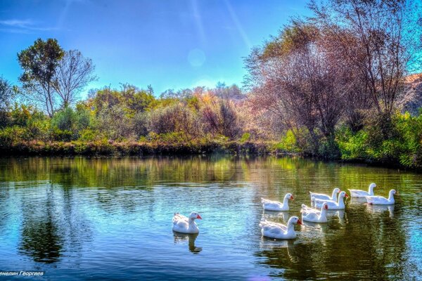 Économiseur d écran cygnes et lac