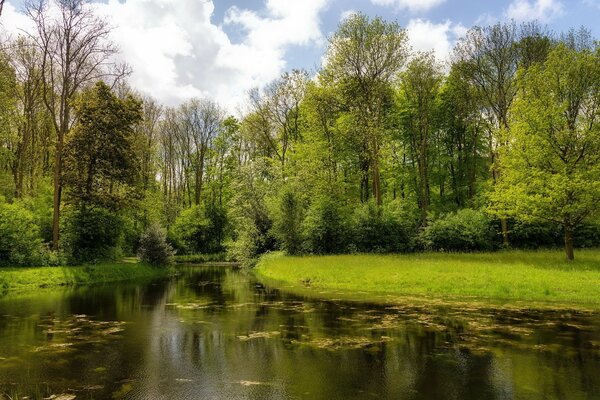 Desktop screensaver river and forest