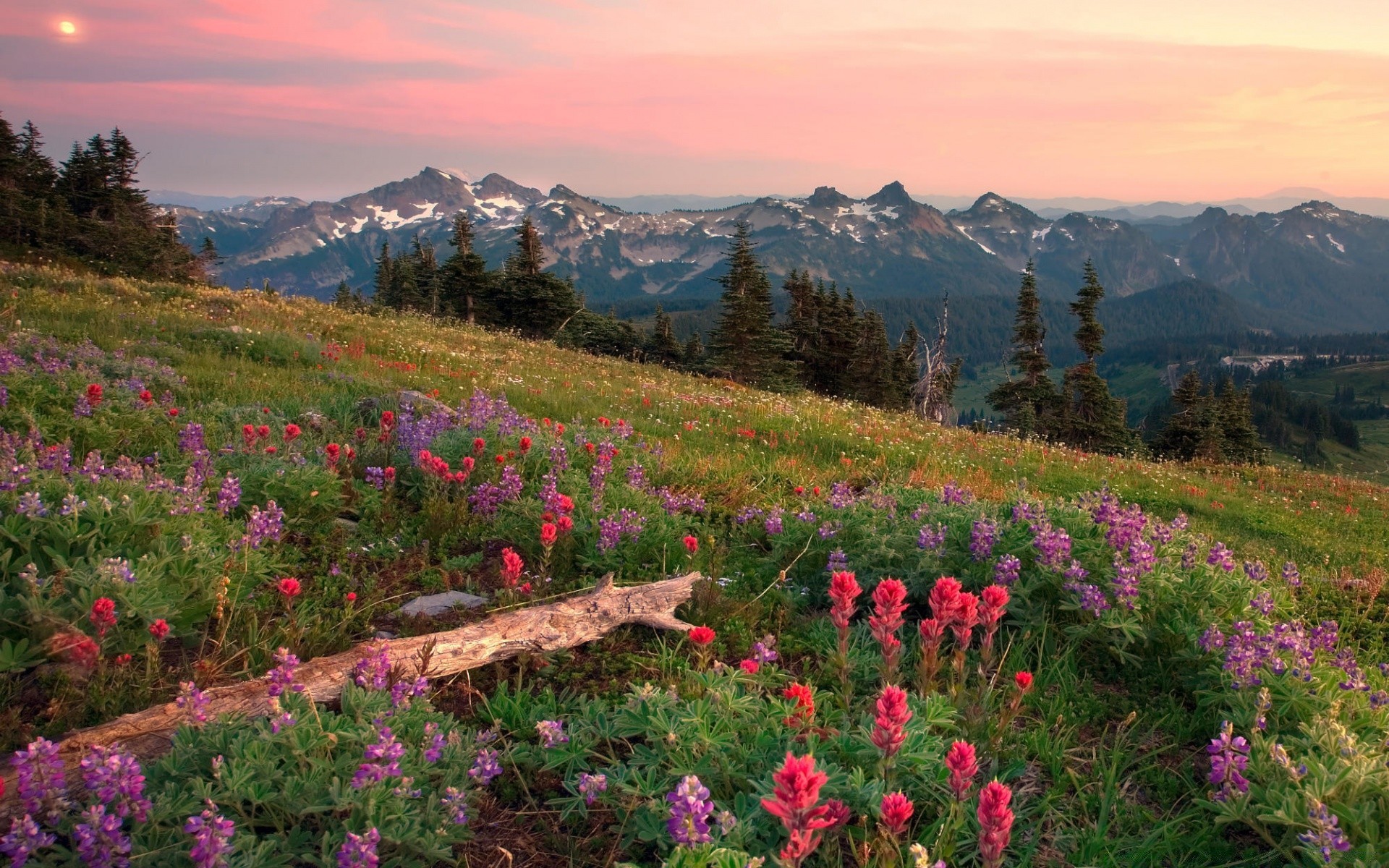 mountains nature mountain landscape outdoors travel scenic sky summer hayfield flower wood grass rural tree sight mountain peak