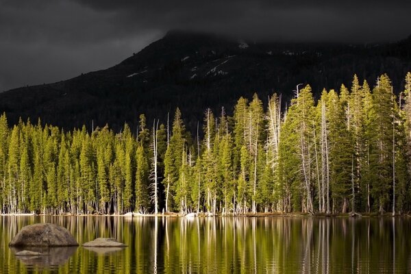 Bosque de coníferas en la orilla del cuerpo de agua