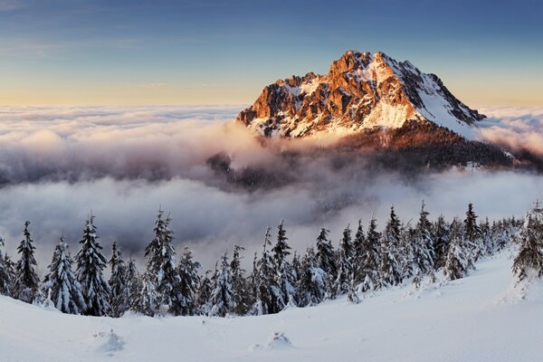 Christmas trees in a row. Fog. Mountains