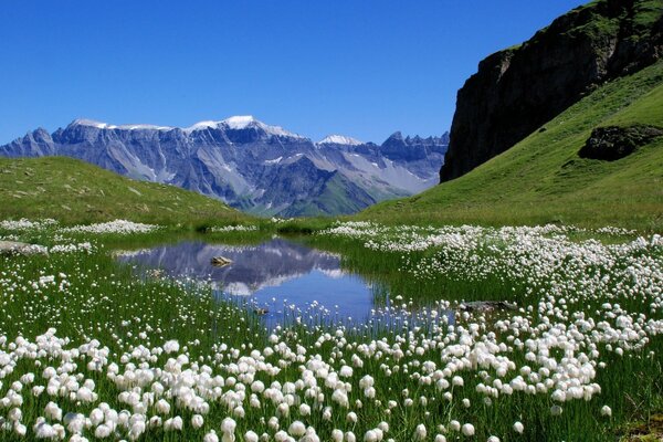 Paesaggio di montagna su sfondo di lago e fiori