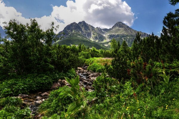 Wir werden durch den Wald zu den Bergen aufsteigen