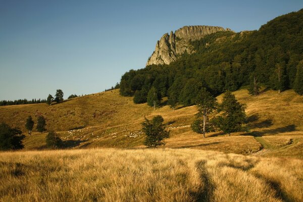 Herbstwiese und Felsen umgeben von Wald am Himmelshintergrund