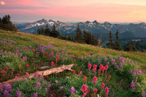 A mountain meadow with purple and crimson flowers and a snag in the background mountains and a sunset sky in the left corner of the sun