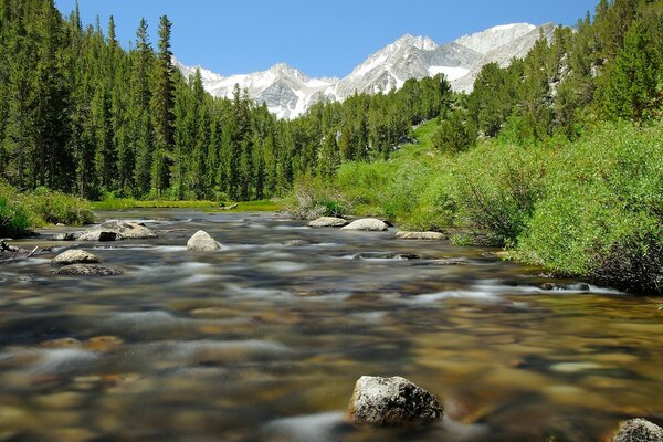 Río de montaña en el bosque verde