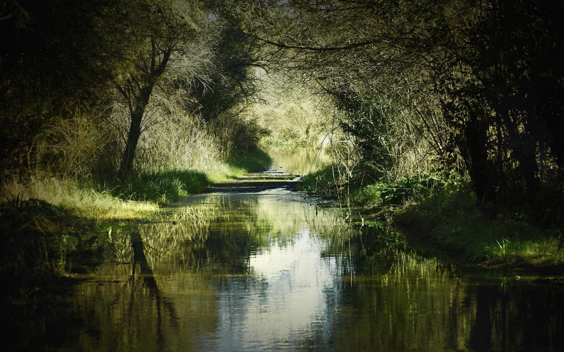 flüsse teiche und bäche teiche und bäche wasser natur baum fluss landschaft holz reflexion licht see park blatt