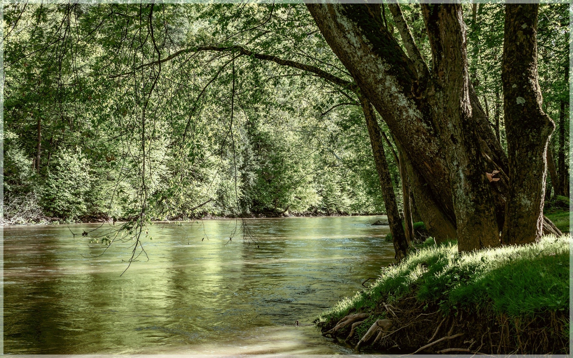 fiumi stagni e torrenti stagni e torrenti legno natura acqua albero fiume paesaggio foglia parco ambiente all aperto stagione flora flusso riflessione scenico paesaggio estate autunno lago