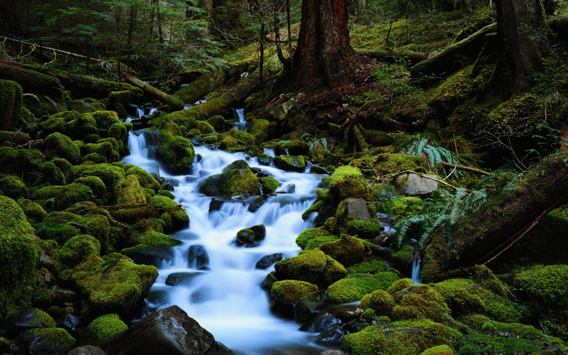 fiumi stagni e torrenti stagni e torrenti muschio acqua fiume legno cascata flusso paesaggio creek roccia natura autunno albero cascata montagna foglia traffico fotografia parco muschio
