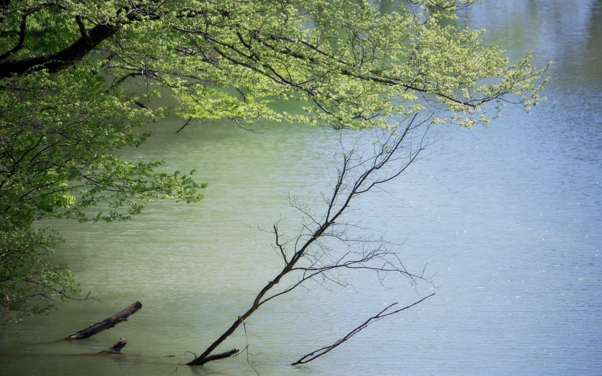 rivers ponds and streams water tree landscape reflection nature river lake wood fall leaf outdoors branch dawn season scenic park environment travel daylight