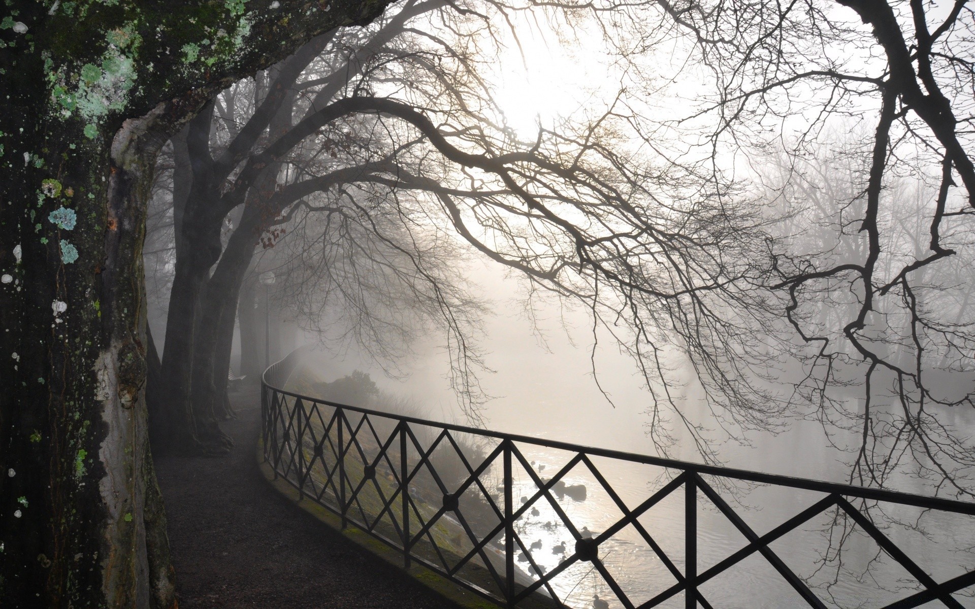 fiumi stagni e torrenti stagni e torrenti albero nebbia inverno paesaggio legno ramo nebbia neve luce parco freddo tempo alba raccapricciante mistero ombra guida natura autunno