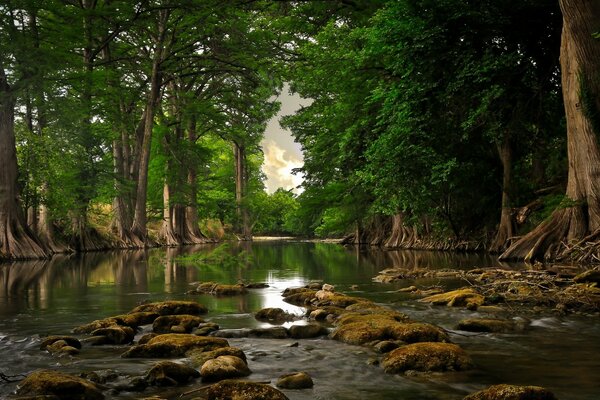 Forest river and mossy rocks