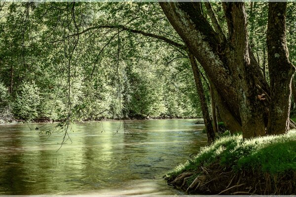 Grüner Fluss unter einem grünen Baum