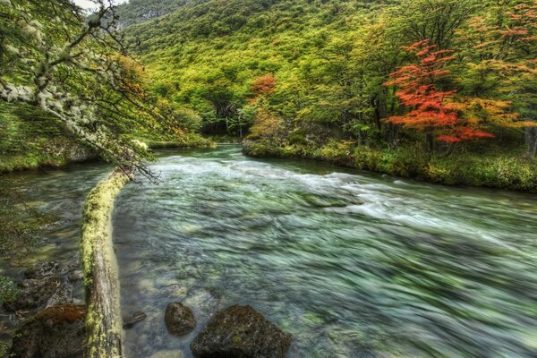 Clear water flows along a mountain fast river