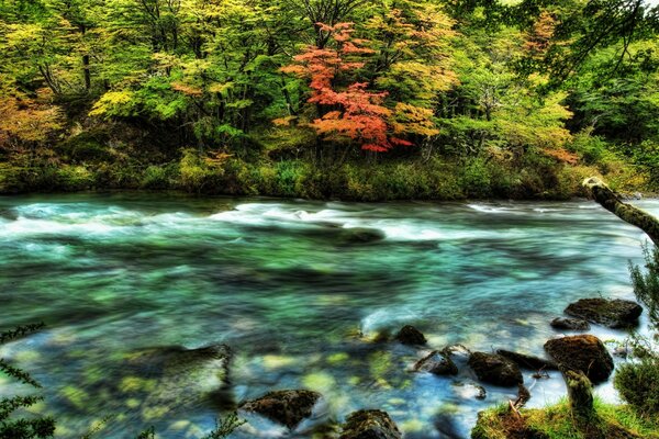 El río pasó por un bosque tembloroso en otoño