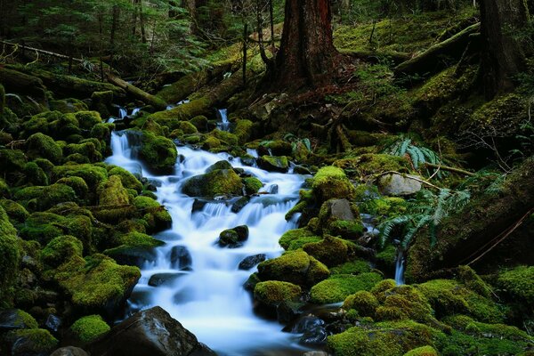 Strong mountain stream in the forest