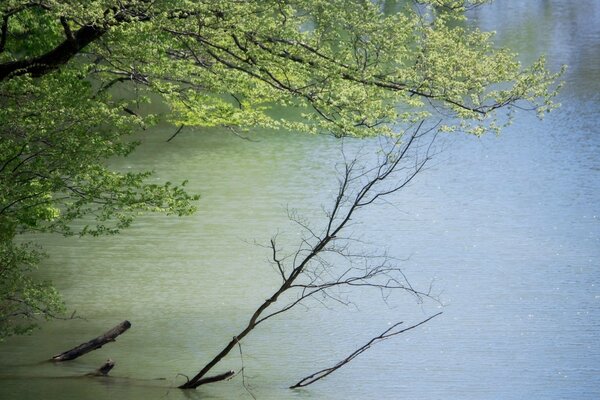 Árbol inundado en un estanque fangoso