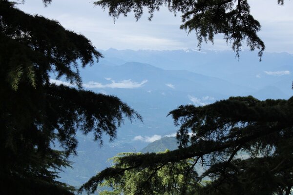 I rami di abete rosso nascondono la bellezza delle montagne