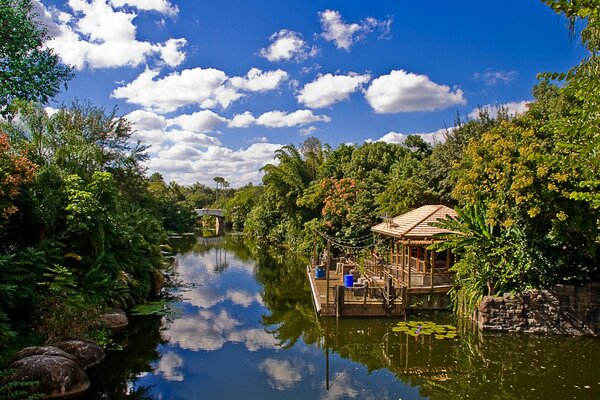 A fabulous pond surrounded by a green forest