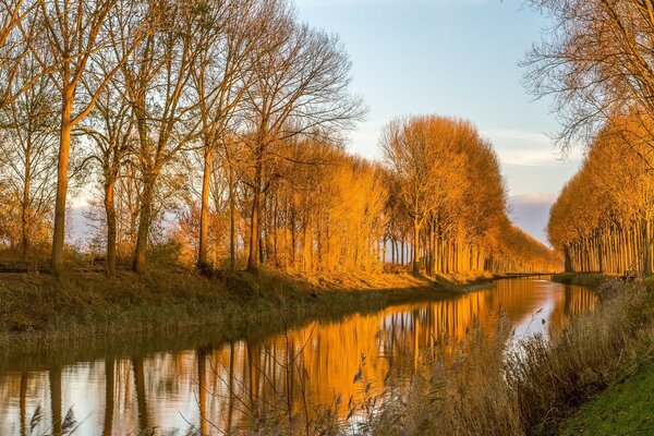 La beauté dorée nous donne l automne