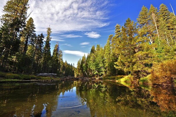 Transparent river surrounded by forest