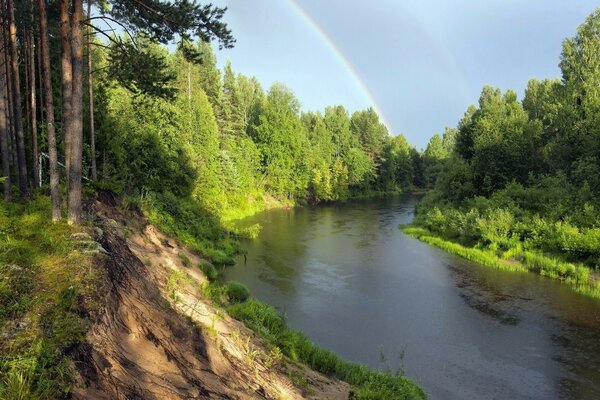 Bend of the river in the summer forest