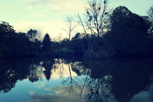 Landschaft. Verschlafene Bäume am Teich