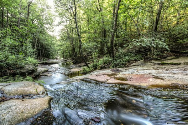 A stream flowing in the summer forest