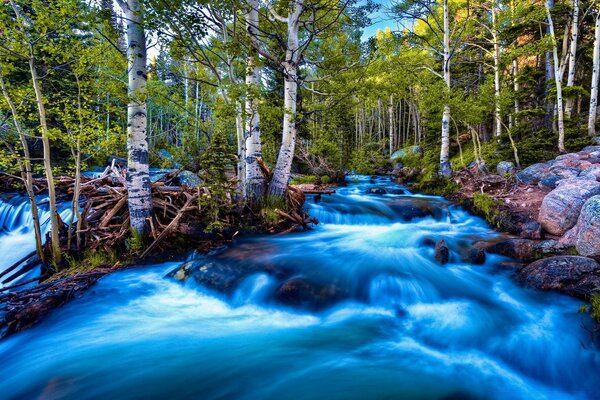 Birch forest surrounded by a stormy river