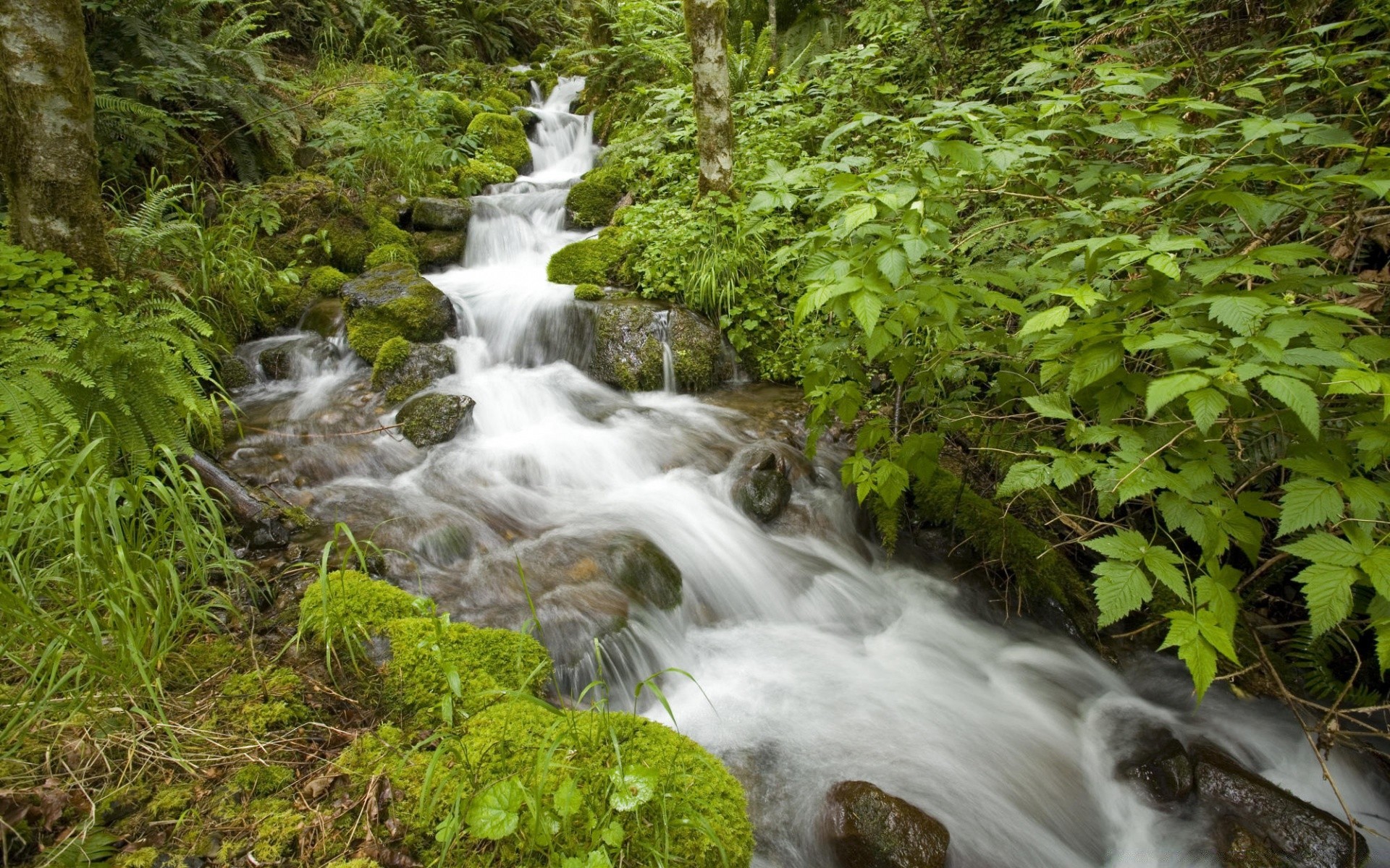 rivières étangs et ruisseaux étangs et ruisseaux eau cascade nature ruisseau bois rivière feuille cascade mousse ruisseau rock sauvage ruisseau propre humide paysage pierre extérieur environnement