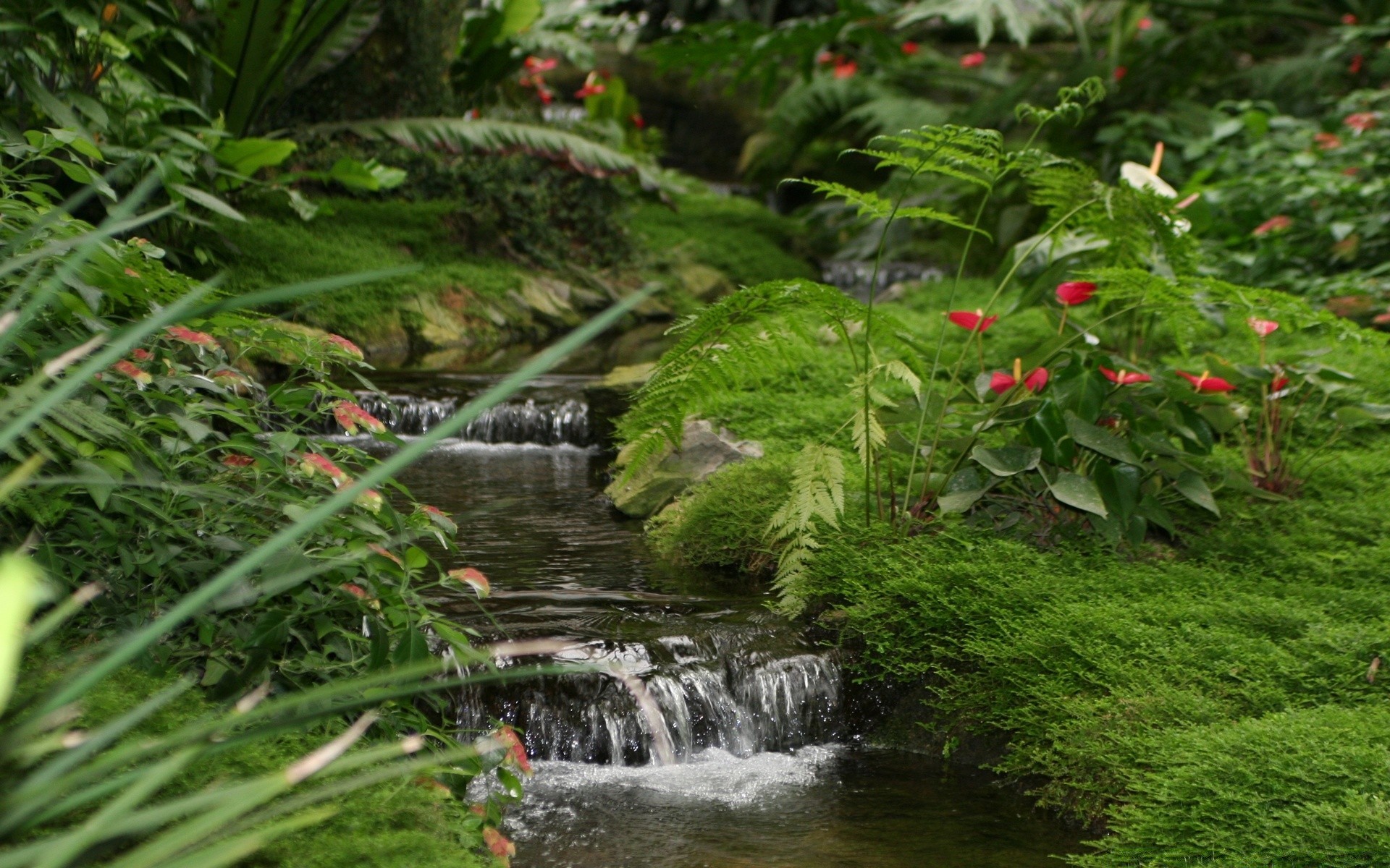 河流 池塘和溪流 池塘和溪流 叶 自然 水 公园 花园 树 户外 夏季 郁郁葱葱 植物 木材 瀑布 景观 花卉 生长 环境 草 河流