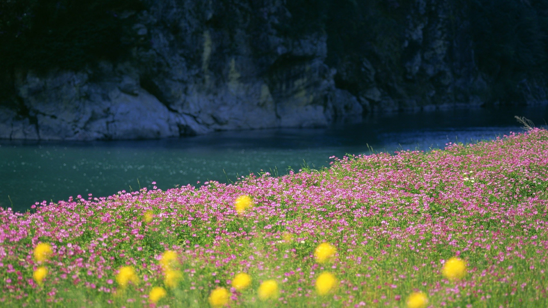 rivers ponds and streams flower landscape outdoors nature summer grass color leaf