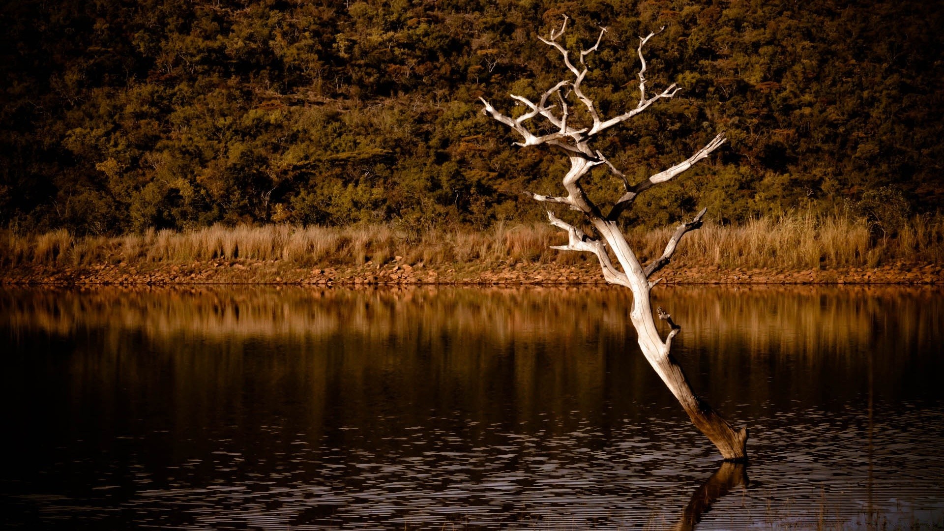 fiumi stagni e torrenti stagni e torrenti acqua natura legno autunno lago alba riflessione inverno albero all aperto paesaggio tramonto