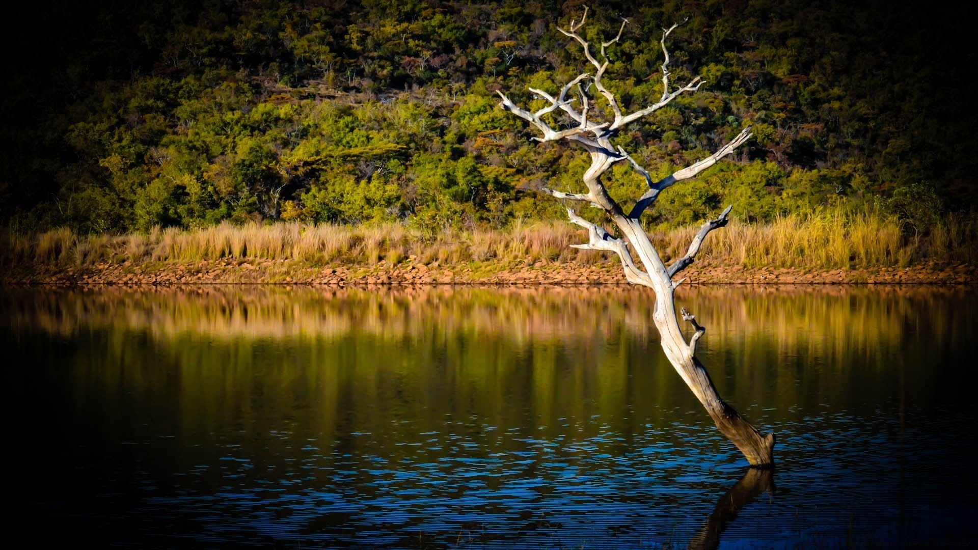 rivers ponds and streams water nature lake wood landscape tree outdoors reflection