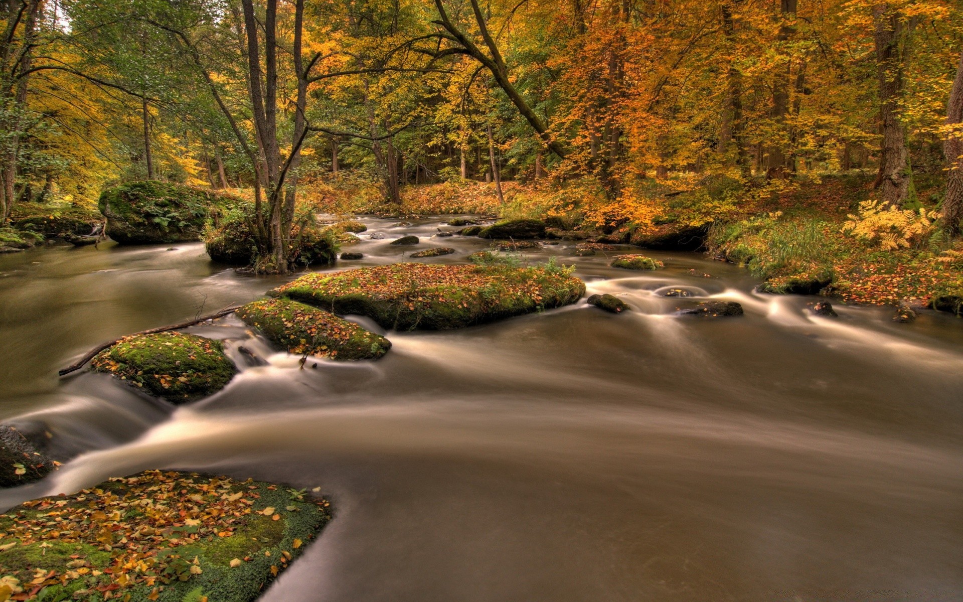 rivers ponds and streams fall tree leaf landscape wood road nature park outdoors scenic water